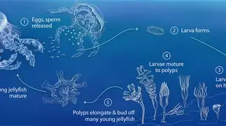 巴塞罗那对阵莱万特 巴塞罗那对阵莱万特